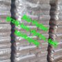 pellet